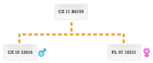 Drzewo genealogiczne gołęba